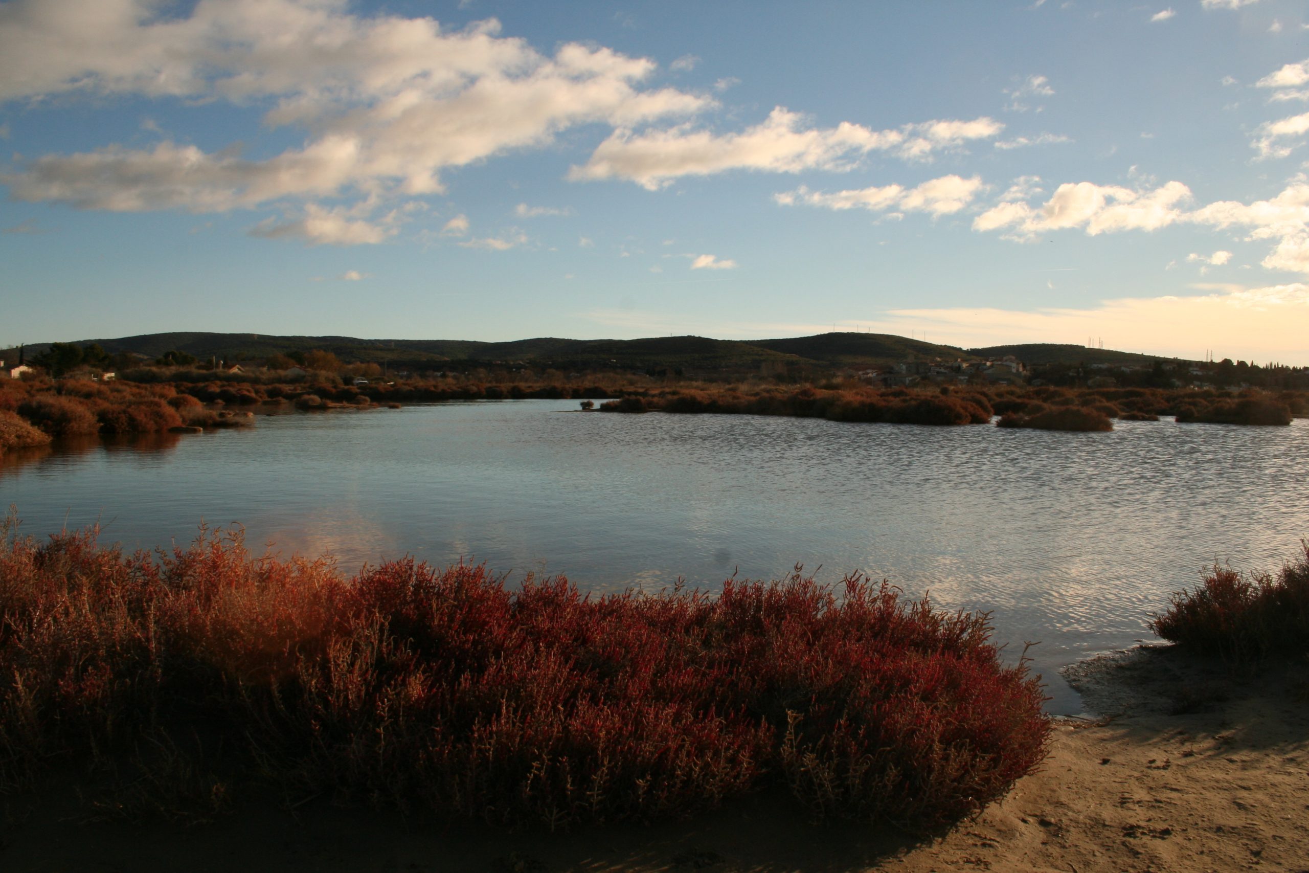 La crique de lAngle à Balaruc-le-Vieux - Thau Nature